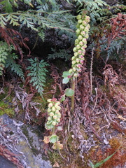 Umbilicus botryoides