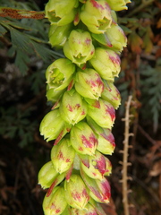 Umbilicus botryoides