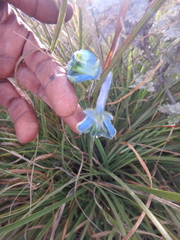 Delphinium macrocentrum