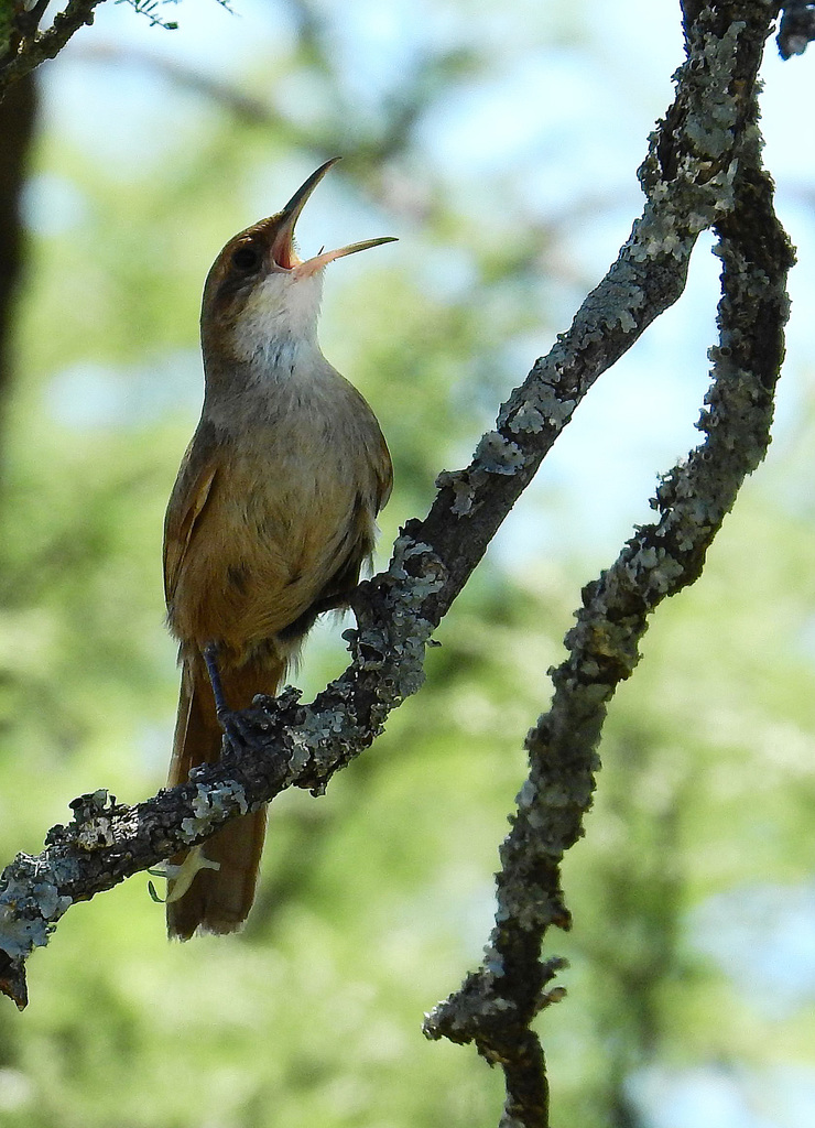 Chaco Earthcreeper photo