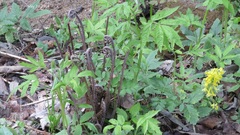 Athyrium brevifrons