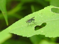 Plagioneurus univittatus