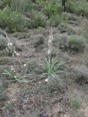 Asphodelus cerasiferus