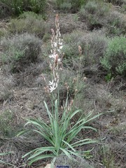 Asphodelus cerasiferus