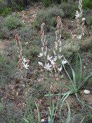 Asphodelus cerasiferus