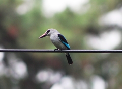 Halcyon senegalensis