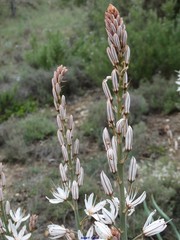 Asphodelus cerasiferus