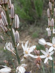 Asphodelus cerasiferus