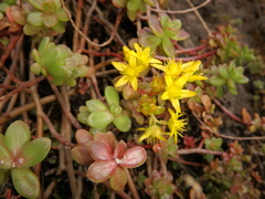 Sedum meyeri-johannis