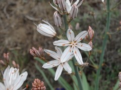 Asphodelus cerasiferus