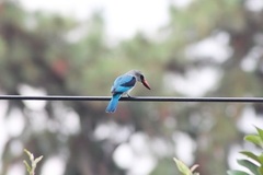 Halcyon senegalensis
