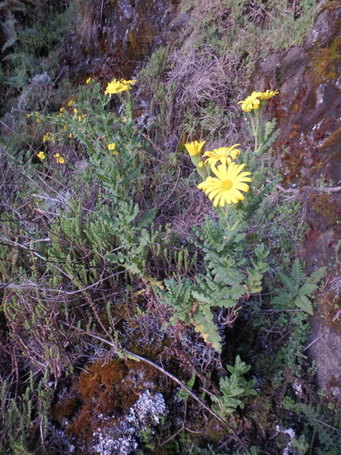 Senecio sotikensis