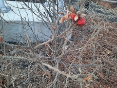 Rosa rugosa