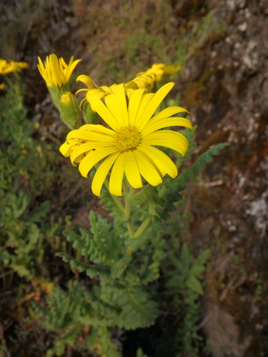 Senecio sotikensis