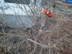 Rosa rugosa