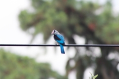 Halcyon senegalensis