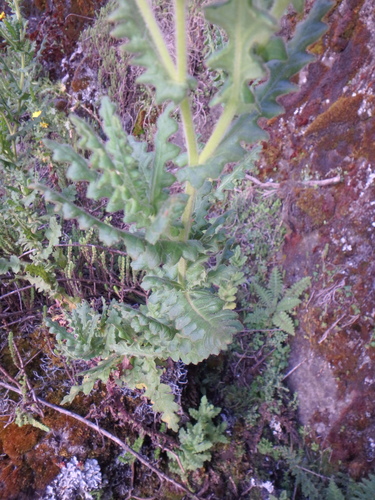 Senecio sotikensis