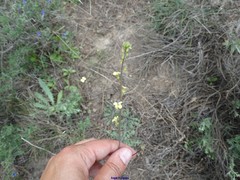 Brassica repanda