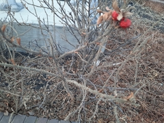Rosa rugosa