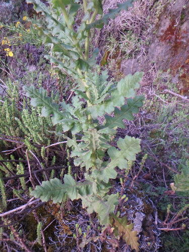 Senecio sotikensis