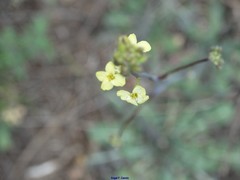 Brassica repanda