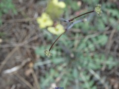 Brassica repanda