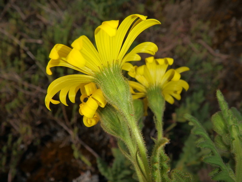 Senecio sotikensis