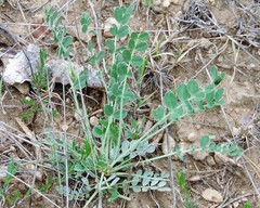 Astragalus monspessulanus monspessulanus