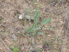 Astragalus monspessulanus monspessulanus