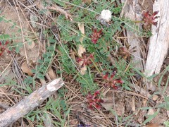 Astragalus monspessulanus monspessulanus