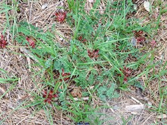 Astragalus monspessulanus monspessulanus