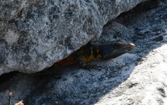 Pseudocordylus microlepidotus