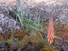 Kniphofia thomsonii