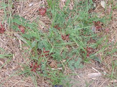 Astragalus monspessulanus monspessulanus
