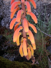 Kniphofia thomsonii