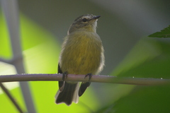 Phyllomyias fasciatus