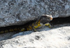Pseudocordylus microlepidotus
