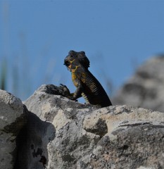 Pseudocordylus microlepidotus