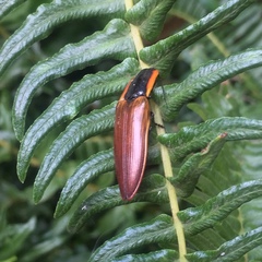 Semiotus luteipennis