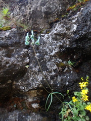 Delphinium macrocentrum