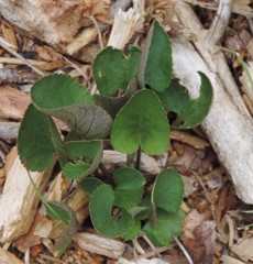 Viola rupestris