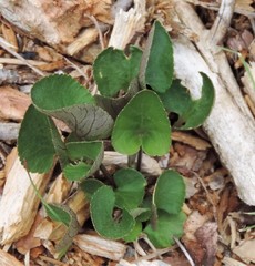 Viola rupestris