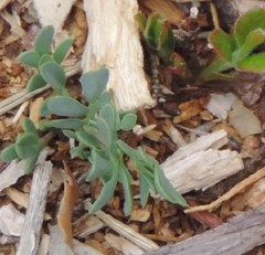 Coronilla minima lotoides