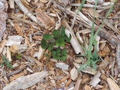 Viola rupestris