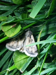 Lepidoptera