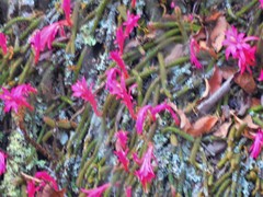 Aporocactus flagelliformis
