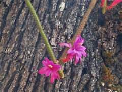 Aporocactus flagelliformis