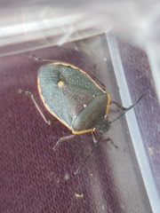 Chlorochroa