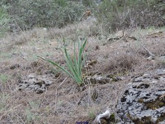 Asphodelus cerasiferus