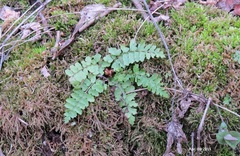 Dennstaedtia wilfordii